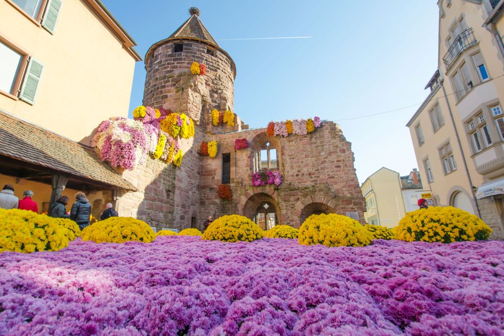 Crysanthema in Lahr