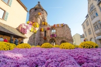Crysanthema in Lahr / D